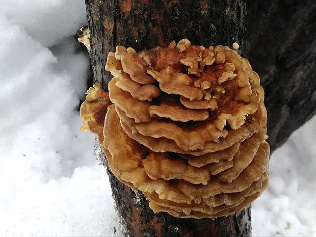 trúdnikovec pásikavý Trametes ochracea (Pers.) Gilb. & Ryvarden