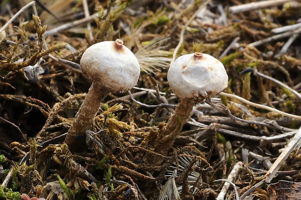 stopkovec zimný Tulostoma brumale Pers.