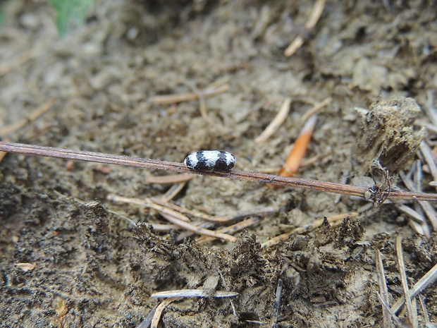 lumok - kokon Campopleginae  sp