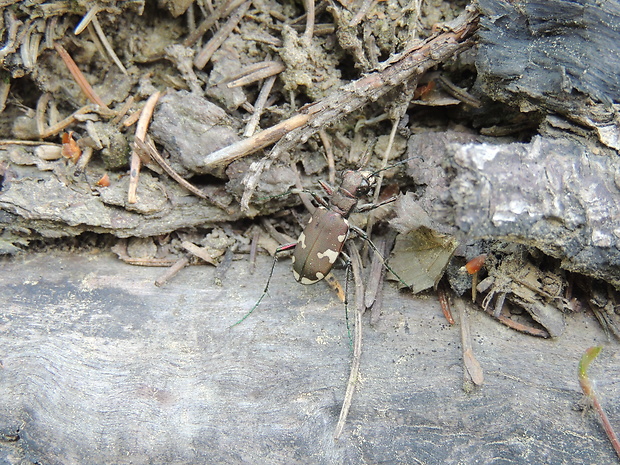 svižník lesný Cicindela sylvicola