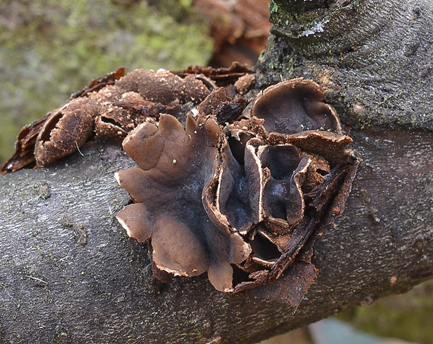 dutinovka otrubnatá Encoelia furfuracea (Roth) P. Karst.