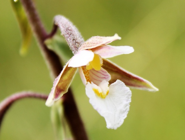 kruštík močiarny Epipactis palustris (L.) Crantz