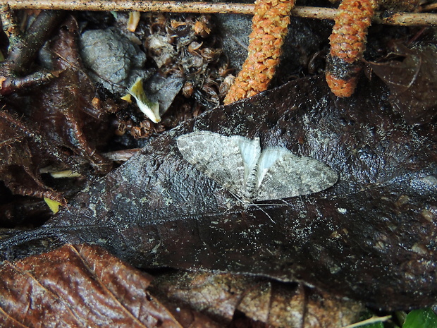 piadivka topoľová Lobophora halterata