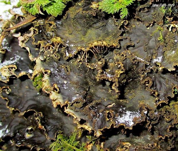 štítnatec Peltigera praetextata (Flörke ex Sommerf.) Zopf