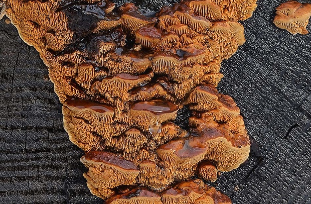 trámovka plotová Gloeophyllum sepiarium (Wulfen) P. Karst.