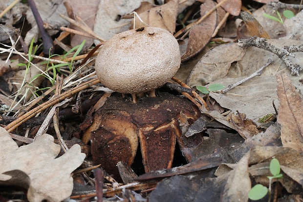 mnohokrčka dierkovaná Myriostoma coliforme (Dicks.) Corda