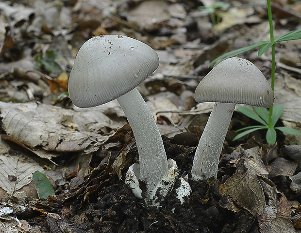 muchotrávka pošvatá Amanita vaginata (Bull.) Lam.