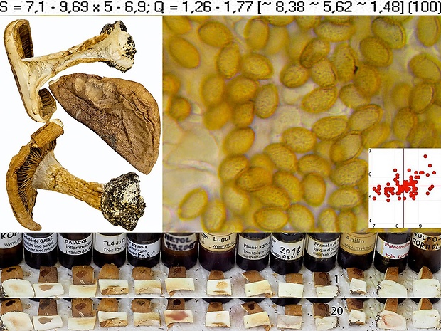 pavučinovec hnedopásový Cortinarius cinctipes Bidaud, Eyssart. & Hermitte