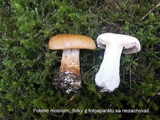 pavučinovec hnedopásový Cortinarius cinctipes Bidaud, Eyssart. & Hermitte