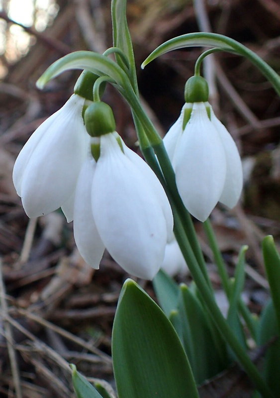 snežienka jarná Galanthus nivalis L.