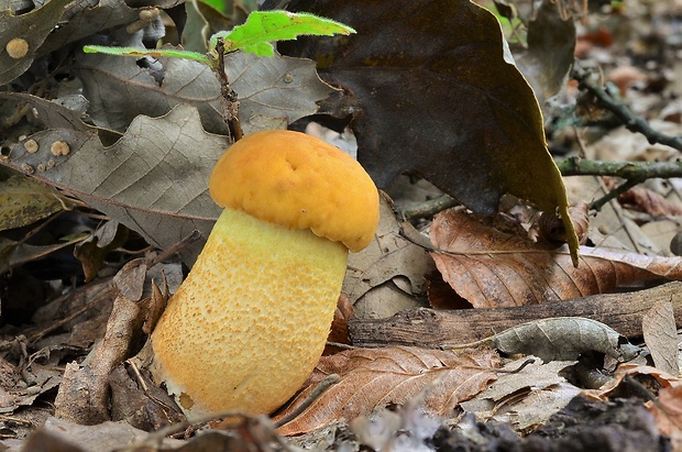 kozák žltopórový Leccinellum crocipodium (Letell.) Della Maggiora & Trassinelli