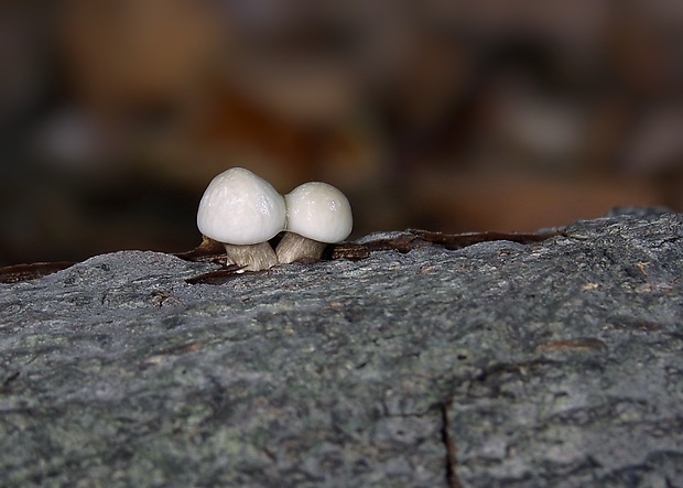 sliznačka obyčajná Mucidula mucida (Schrad.) Pat.