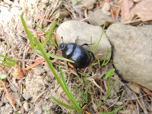 lajniak lesný  Anoplotrupes stercorosus