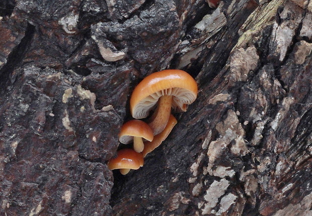 plamienka Flammulina sp.