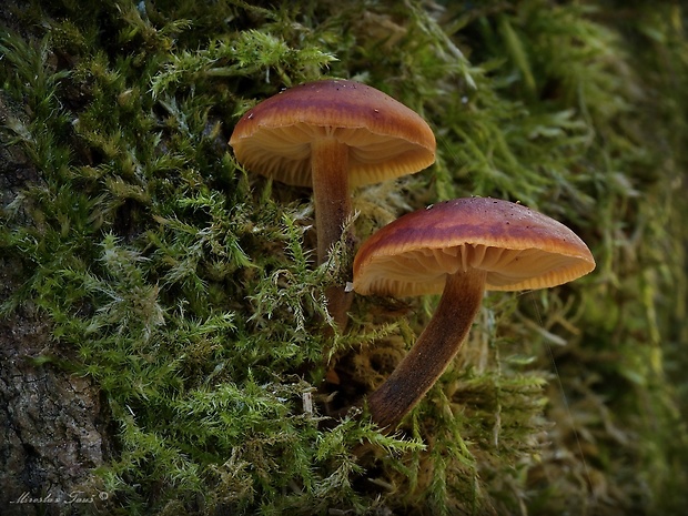 plamienka Flammulina sp.