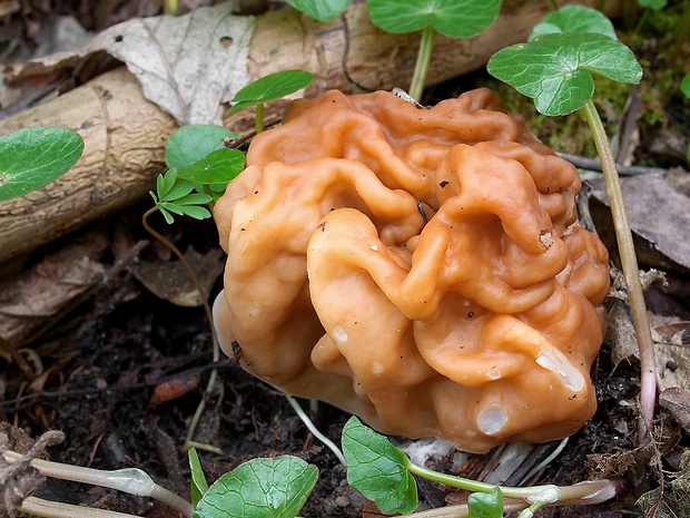 ušiak obrovský Gyromitra gigas (Krombh.) Cooke