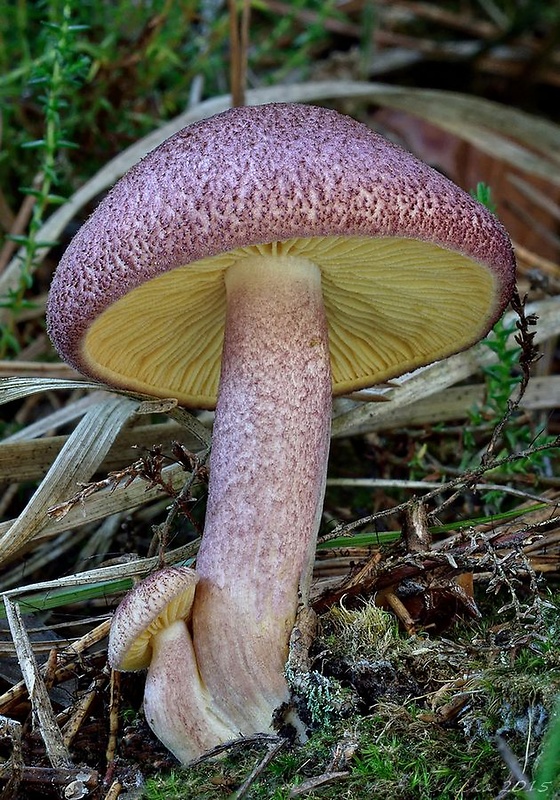 čírovec červenožltý Tricholomopsis rutilans (Schaeff.) Singer