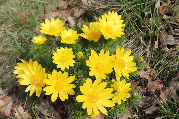 hlaváčik jarný Adonis vernalis L.