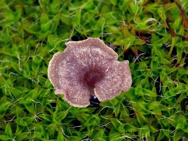 rebrovička lopatkovitá Arrhenia spathulata (Fr.) Redhead