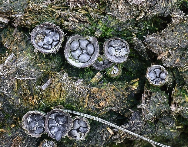 čiaškovec výkalový Cyathus stercoreus (Schwein.) De Toni