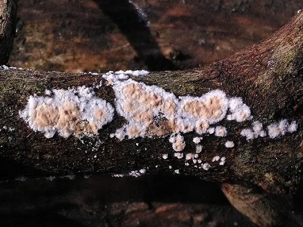 pukavec rozložitý Cylindrobasidium evolvens (Fr.) Jülich