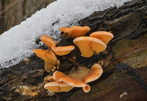 hlivník hniezdovitý Phyllotopsis nidulans (Pers.) Singer