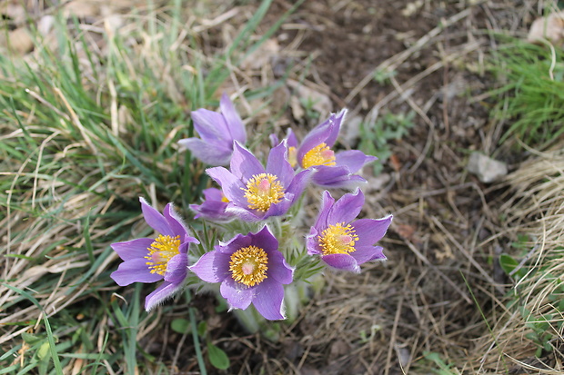 poniklec otvorený Pulsatilla patens (L.) Mill.