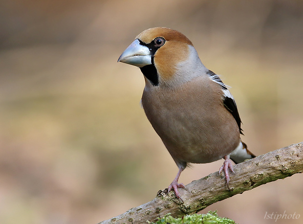 glezg hrubozobý coccothraustes coccothraustes