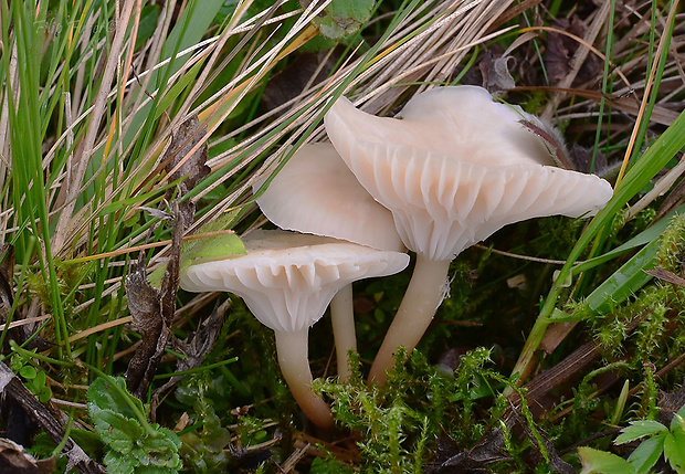 lúčnica juchtová Hygrocybe russocoriacea (Berk. & T.K. Mill.) P.D. Orton & Watling