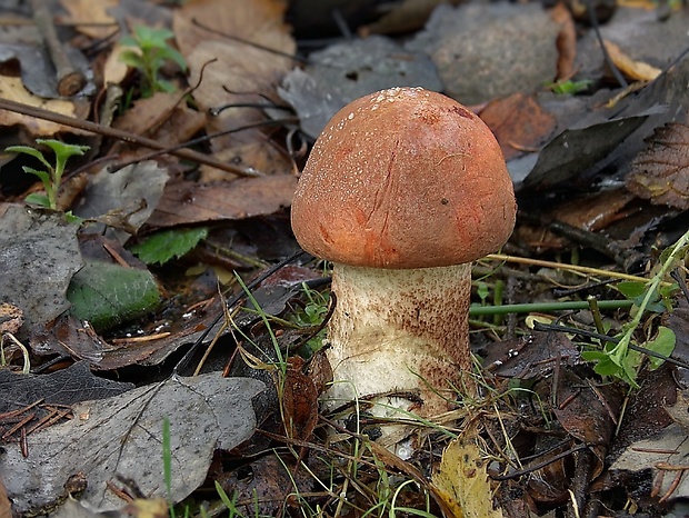 kozák dubový Leccinum aurantiacum (Bull.) Gray