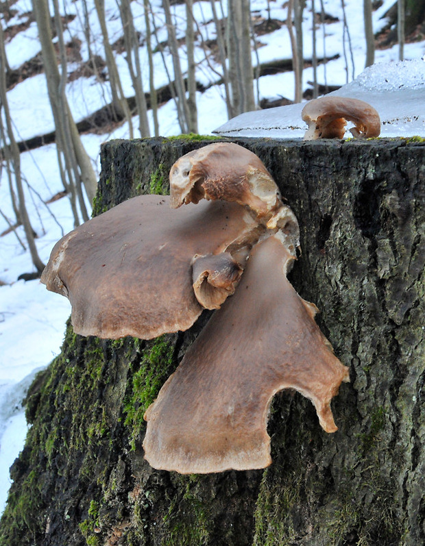 hliva ustricovitá Pleurotus ostreatus (Jacq.) P. Kumm.