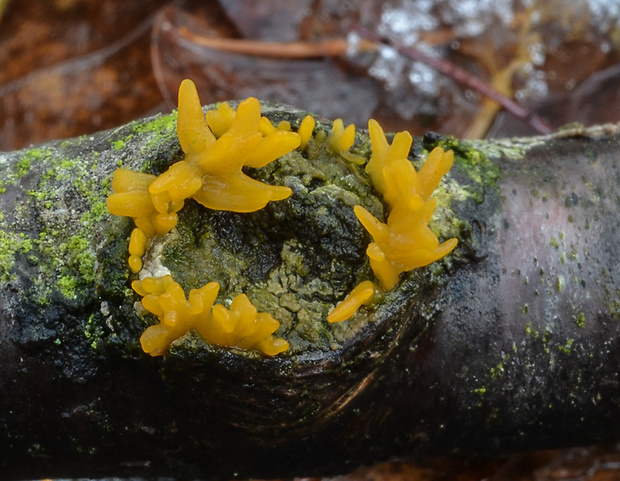 parôžkovec Calocera sp.