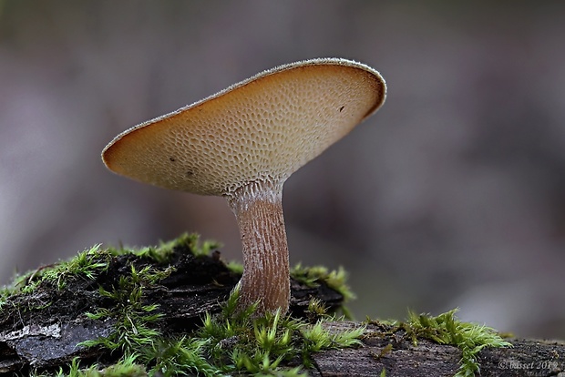 trúdnik zimný Lentinus brumalis (Pers.) Zmitr.