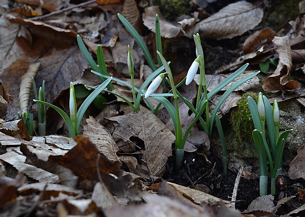 snežienka jarná Galanthus nivalis L.