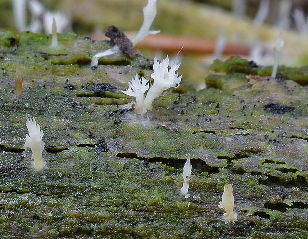 lentária slizká Multiclavula mucida (Pers.) R.H. Petersen