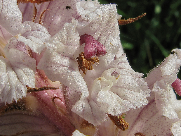 záraza biela Orobanche alba Willd.