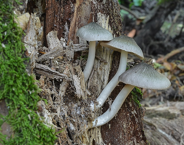 štítovka vŕbová Pluteus salicinus (Pers.) P. Kumm.