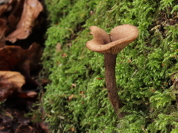 strmulica čiaškovitá Pseudoclitocybe cyathiformis (Bull.) Singer