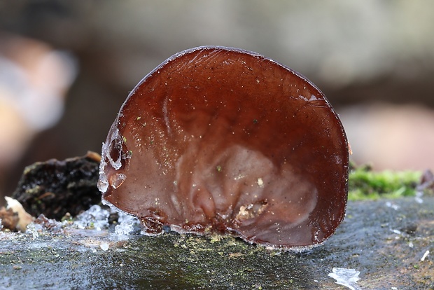 uchovec bazový Auricularia auricula-judae (Bull.) Quél.