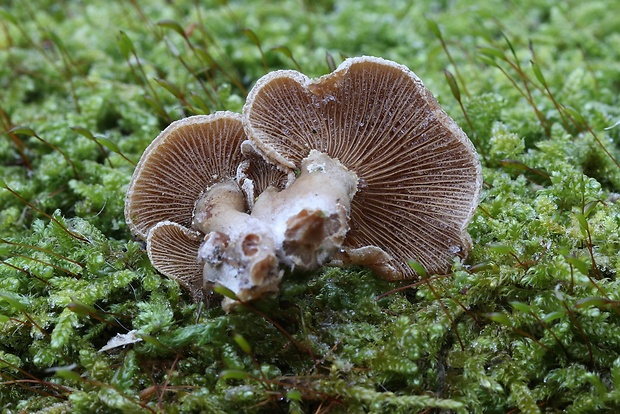 pňovka obyčajná Panellus stipticus (Bull.) P. Karst.