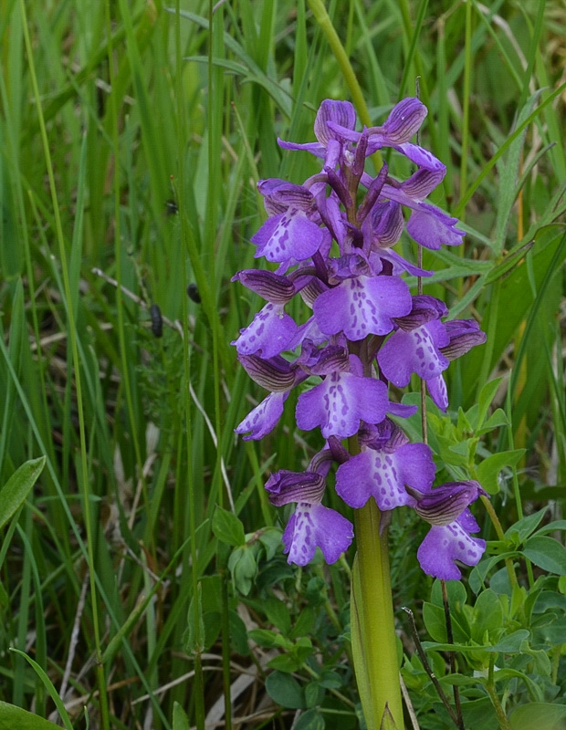 červenohlav obyčajný Anacamptis morio (L.) R. M. Bateman, A. M. Pringeon & M. W. Chase