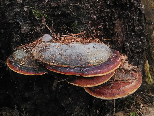 práchnovček pásikavý Fomitopsis pinicola (Sw.) P. Karst.