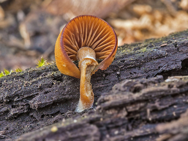 kapucňovka okrovohnedastá Galerina cf. marginata (Batsch) Kühner