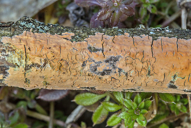 kornatka mäsovočervená Peniophora cf. incarnata (Pers.) P. Karst.