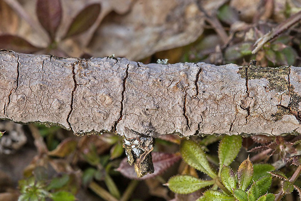 kornatka Peniophora sp.