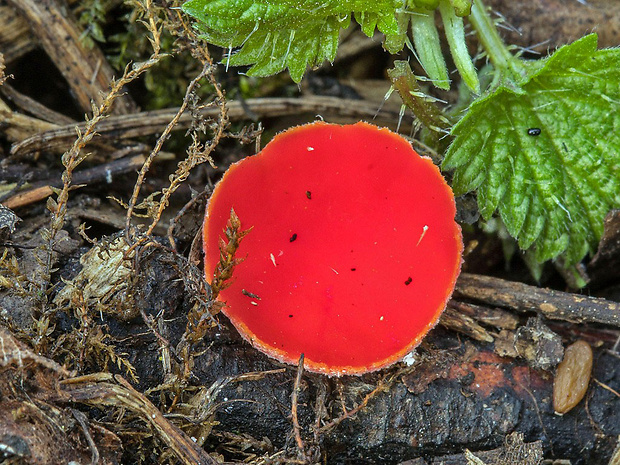 ohnivec Sarcoscypha sp.