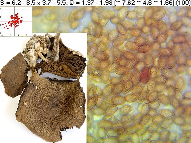 pavučinovec šiškovitý Cortinarius angelesianus A.H. Sm.