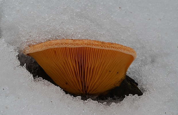 hlivník hniezdovitý Phyllotopsis nidulans (Pers.) Singer