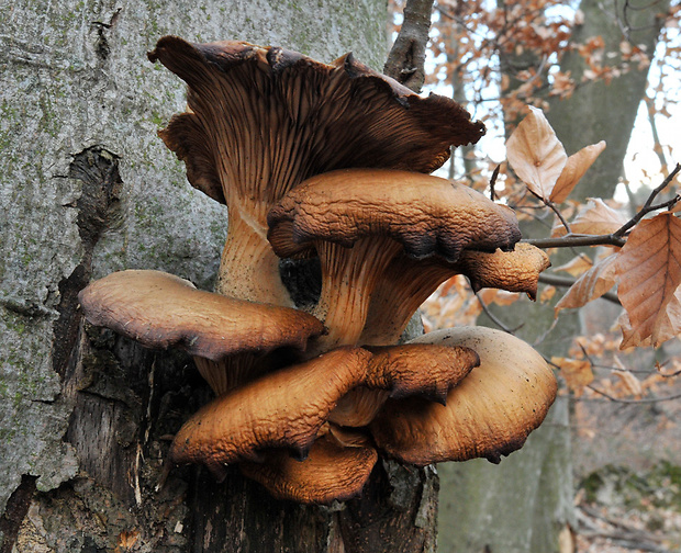 hliva ustricovitá Pleurotus ostreatus (Jacq.) P. Kumm.