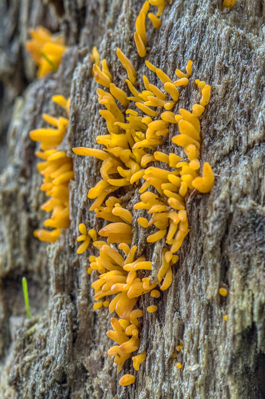 parôžkovec malý Calocera cornea (Fr.) Loud.